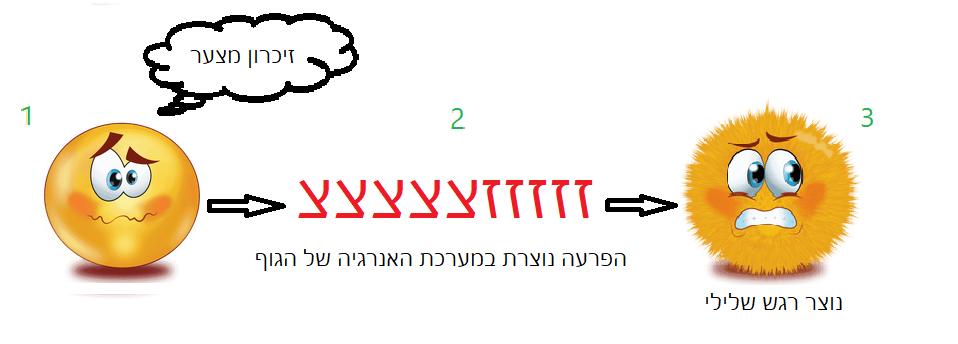 זץ במערכת האנרגיה של הגוף